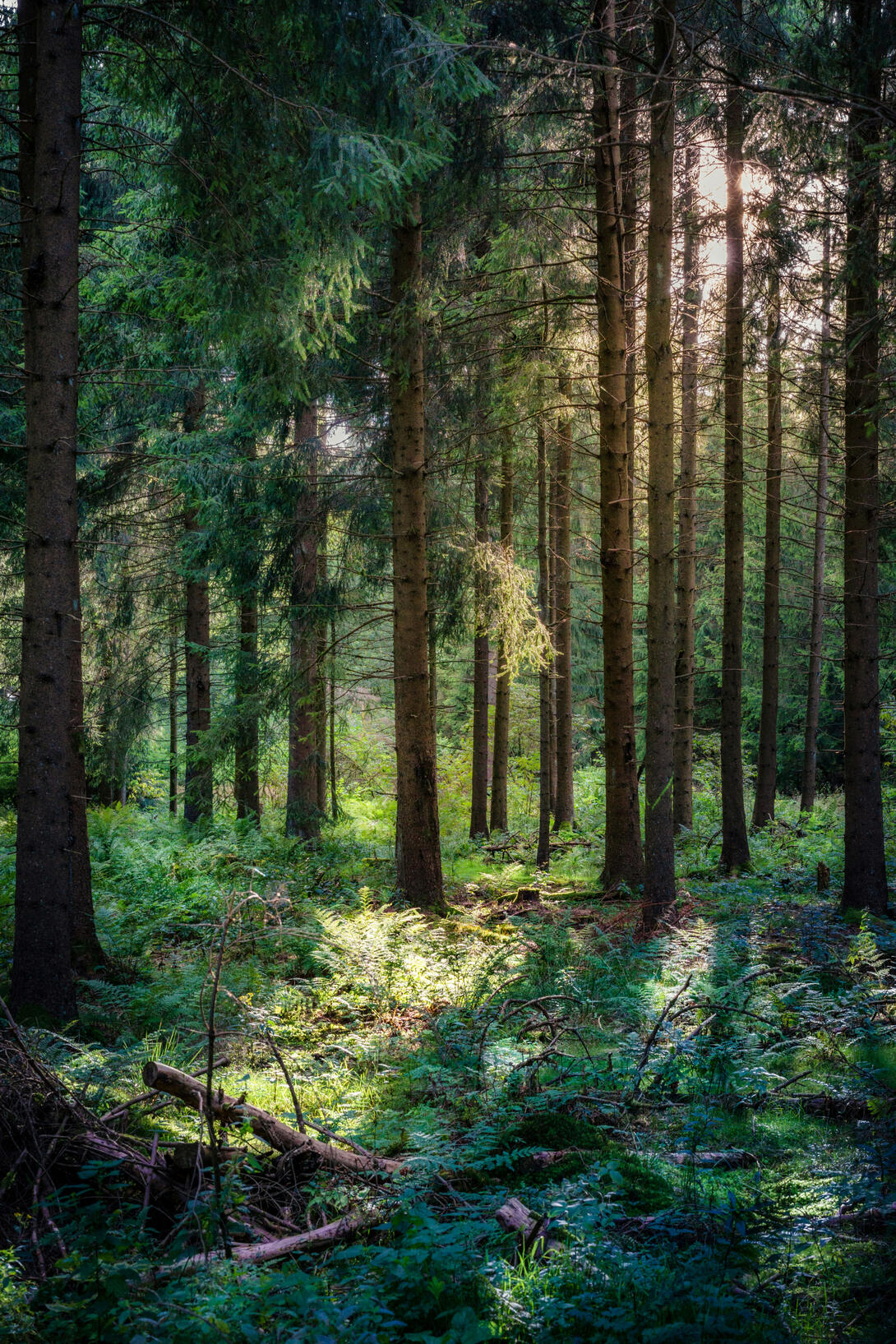 conscious walks