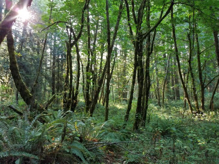 Forest bathing